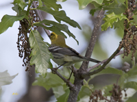 Black throated Green Warbler 6428